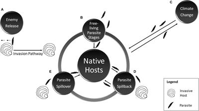 The Importance of Marine Bivalves in Invasive Host–Parasite Introductions